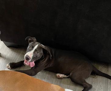 Hercules, Pit Bull Terrier, young, available for adoption