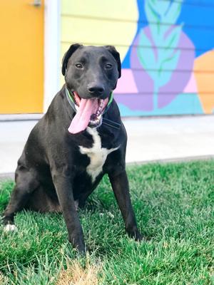 Floyd, Labrador Retriever/Danish Mastiff (Broholmer), senior, available for adoption