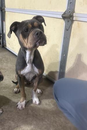 Reese, Pit Bull Terrier/Mixed Breed, adult, available for adoption