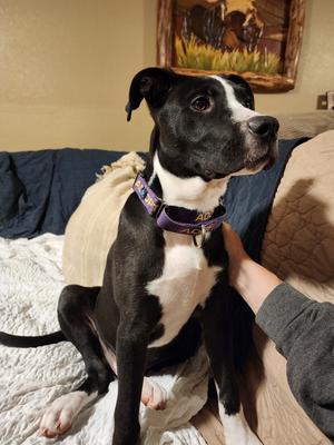 Thor, Pit Bull Terrier, young, available for adoption