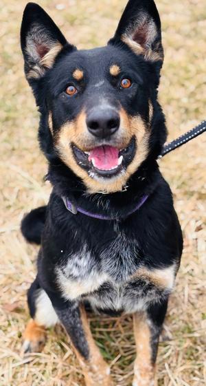 Nick, German Shepherd Dog/Heeler, adult, available for adoption
