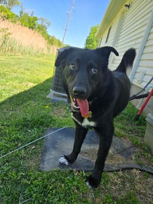 Charlie, Labrador Retriever/Shepherd, young, available for adoption
