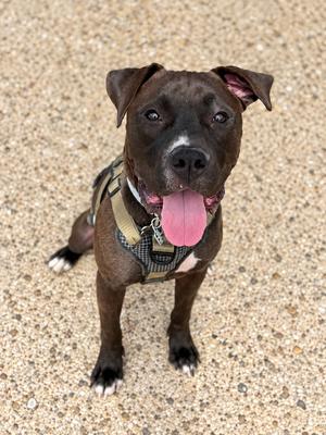 Tank, Staffordshire Bull Terrier, young, available for adoption