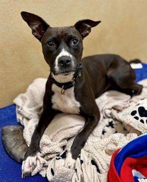 BRONTE, Boxer, adult, available for adoption