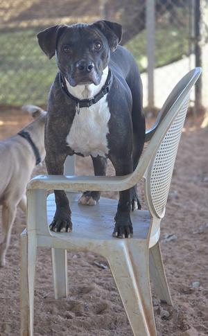 A black and white dog standing on a plastic chair in an outdoor setting.