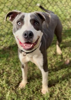 HOLLIS, American Staffordshire Terrier, young, available for adoption