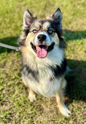 SADIE, Siberian Husky Mix, adult, available for adoption