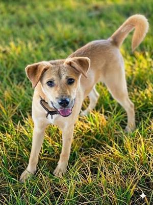 DONNIE, Carolina Dog Mix, young, available for adoption