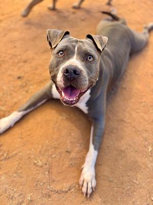 SERENA, American Staffordshire Terrier, adult, available for adoption