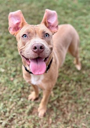 A happy brown dog with large ears and a pink tongue sticking out, standing on grass.