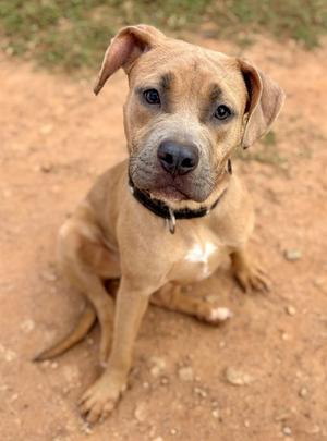 A brown dog sitting on the ground, looking up with its ears perked up.