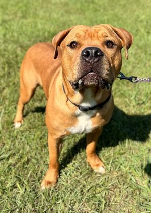 NAPOLEON, American Staffordshire Terrier, adult, available for adoption