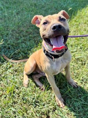ZED, American Staffordshire Terrier Mix, young, available for adoption
