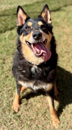 CLINT, Collie - Rough Mix, adult, available for adoption