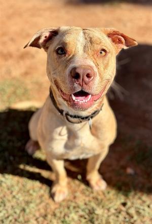 VERA, Labrador Retriever Mix, adult, available for adoption
