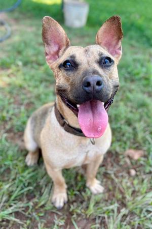 A happy dog with a brown and black coat, standing on grass with its tongue out, looking up at the camera.