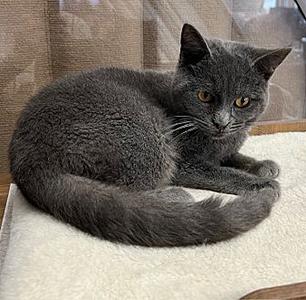 Rue, young, available for adoption