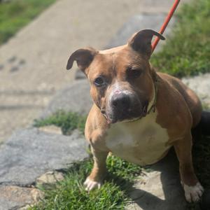 Groovy, Terrier, Pit Bull, adult, available for adoption