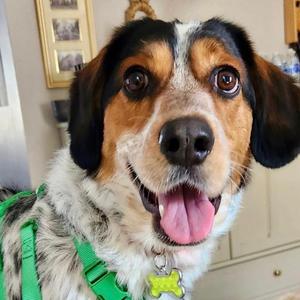 Jack, Mixed Breed (Large), adult, available for adoption