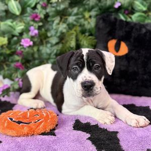 Nova, Terrier, American Pit Bull, puppy, available for adoption