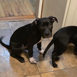 ace, Terrier, Pit Bull, puppy, available for adoption