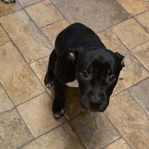 Koda, Terrier, Pit Bull, puppy, available for adoption