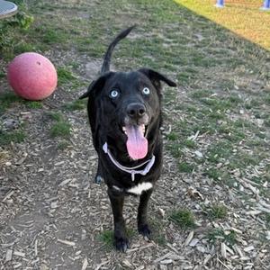 A black dog with blue eyes and a pink tongue sticking out, wearing a white collar, standing on a grassy area with a red ball in the background.