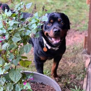 Ruger, Mixed Breed (Large), adult, available for adoption