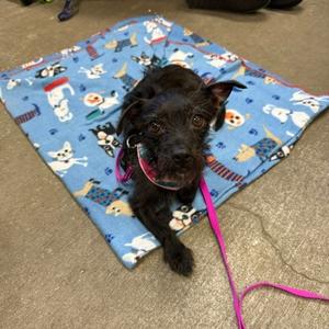 Muneca, Mixed Breed (Small), adult, available for adoption