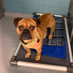 Rory, Bulldog, English, available for adoption