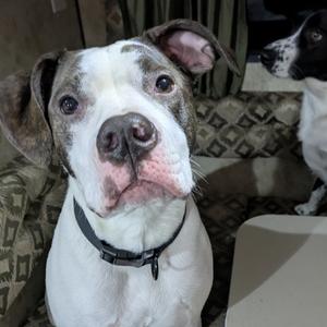 Emerald, Mixed Breed (Large), adult, available for adoption