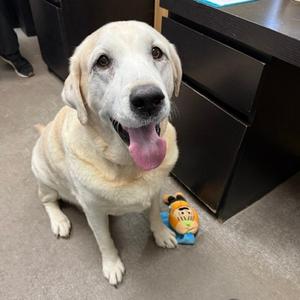 Tex, Mixed Breed (Large), senior, available for adoption