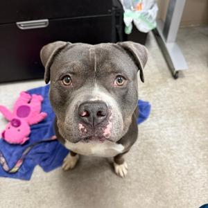Zeus, Terrier, American Pit Bull, available for adoption