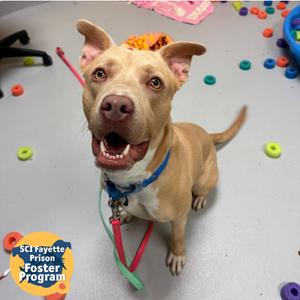 Benton, Mixed Breed (Medium), adult, available for adoption