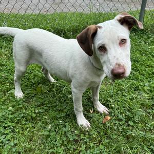Mitt, Mixed Breed (Medium), adult, available for adoption