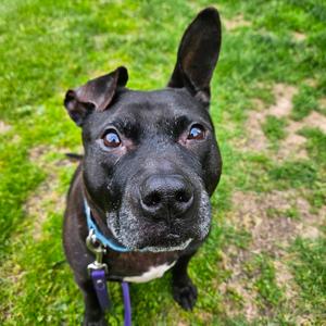 Namaste, Mixed Breed (Medium), senior, available for adoption