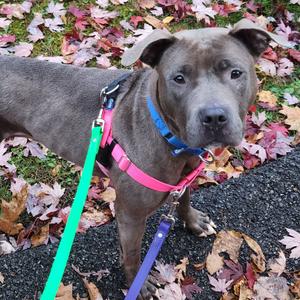 Julia, Mixed Breed (Medium), adult, available for adoption