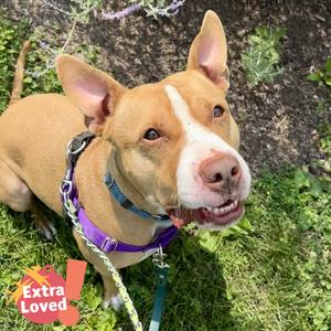 Gigi, Mixed Breed (Medium), adult, available for adoption