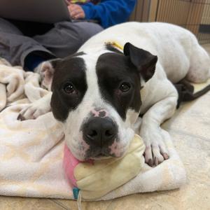 Natalie, Mixed Breed (Medium), adult, available for adoption