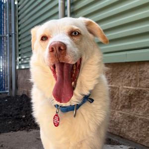 Ralph, Mixed Breed (Large), adult, available for adoption