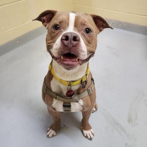A brown and white dog wearing a yellow collar and a harness, sitting on a concrete floor.