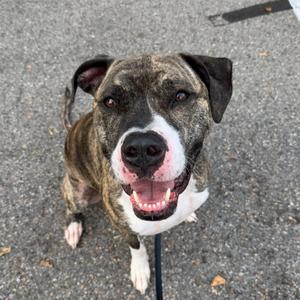 A brindle and white dog with floppy ears and a black nose is sitting on a paved surface, looking up with its mouth open and tongue out.