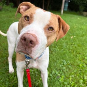 Dinero, Mixed Breed (Medium), adult, available for adoption