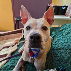 Bellaroo, Mixed Breed (Medium), senior, available for adoption