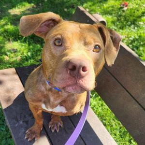 Linus, Mixed Breed (Medium), adult, available for adoption