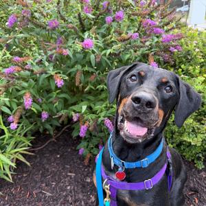 Huey, Pinscher, Doberman, adult, available for adoption