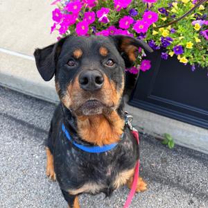 Nestle', Rottweiler, adult, available for adoption