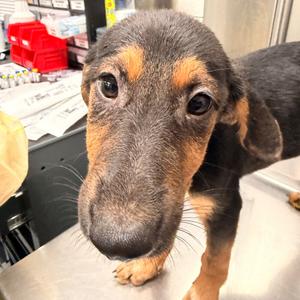 Gentoo, Mixed Breed (Medium), puppy, available for adoption