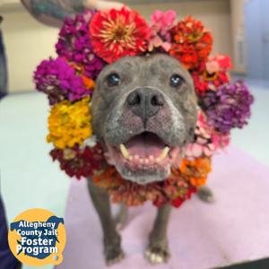 Nettle, Mixed Breed (Large), senior, available for adoption
