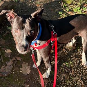 Charlie, Mixed Breed (Medium), adult, available for adoption